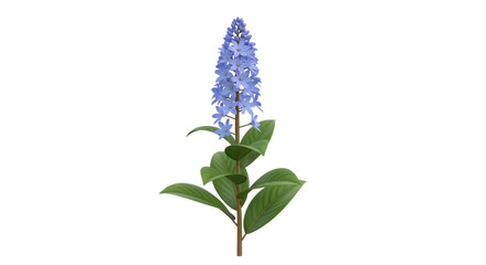 Isolated blooming amethyst flower on a stem with leaves in full bloom, plant growth