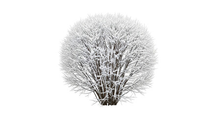 Isolated snow-covered shrub in winter, dormant plant with bare branches in wintry setting