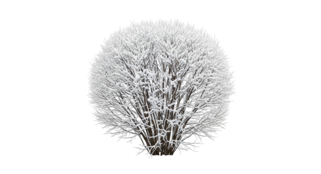 Isolated snow-covered shrub in winter, dormant plant with bare branches in wintry setting