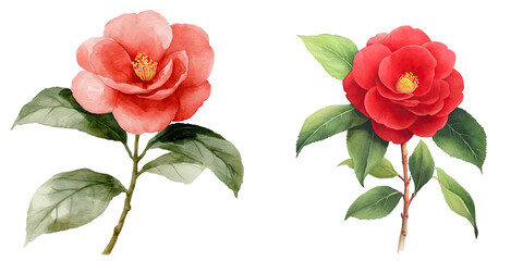Beautiful Camellia Flowers with Vibrant Colors and Green Leaves isolated on transparent background.
