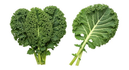 Isolated close-up of curly kale bunches, healthy leafy greens, fresh green vegetable crops