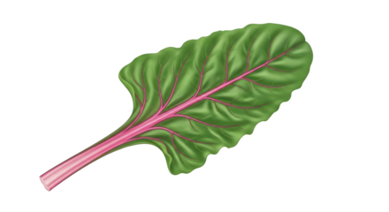 Isolated beet leaf vegetable with pink stem, colorful and fresh swiss chard leaf element