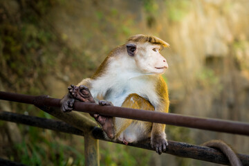A monkey rests gracefully on a metal railing, gazing into the distance under cool blue light, capturing a calm and thoughtful wildlife moment.