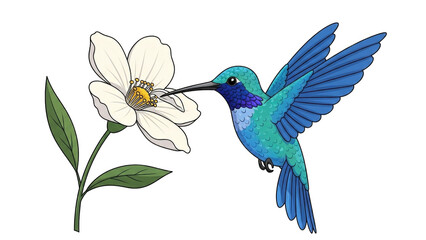 Fototapeta premium Hummingbird Feeding on Flower with Nature Background