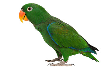 Green Eclectus parrot isolated PNG, vibrant tropical bird with orange beak on transparent background, exotic pet for design projects