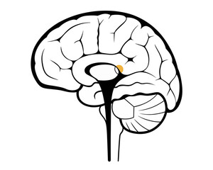Illustration of a human brain with visible structures and a highlighted area indicating a specific region | editable eps vectors silhouette
