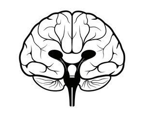 Anatomical brain illustration showing cerebrum cerebellum and brainstem in black and white detailed view | editable eps vectors silhouette