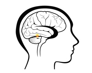 Outline of a human head with a brain inside and a highlighted area in the cerebellum region shown | editable eps vectors silhouette