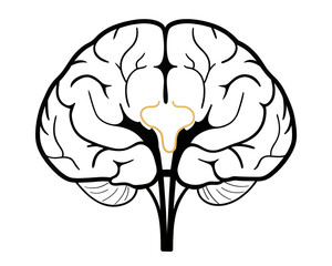 Illustration of a human brain with visible lobes and a golden thalamus against a white background view from front | editable eps vectors silhouette