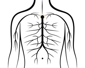 Illustration of a human body with a neural network shown on the back and upper body area view | editable eps vectors silhouette