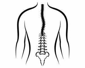 Human back anatomy illustration featuring the spine vertebrae and shoulder blades in black and white style | editable eps vectors silhouette
