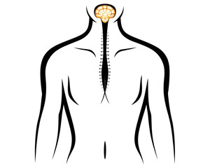 Stylized depiction of a body with visible brain and spinal cord held together by sutures running down back | editable eps vectors silhouette