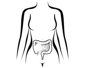 Illustration of a woman's torso with digestive system shown in black and white anatomical drawing style | editable eps vectors silhouette