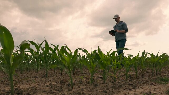 agriculture, farmer working corn field digital tablet, Agriculture worker assessing crops with tablet, Fresh corn plantings, Digital farming revolution, Measuring growth in field, Young farmer