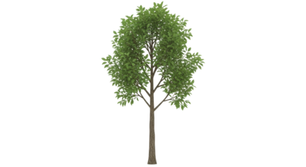 Isolated tree rendering with a slender trunk and green foliage, leafy, isolated, and full