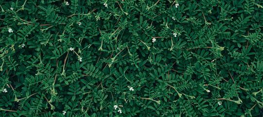 Background green leaves, plant of leaf green jungle nature, abstract dark background and wallpaper, for design.