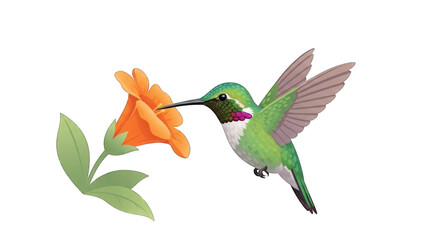 Obraz premium Hummingbird Feeding on Orange Flower in Bright Garden