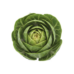 Obraz premium Fresh brussels sprout close-up, vibrant green color, dew drops, healthy eating concept, perfect for culinary projects, organic food promotions, and vegetable gardens