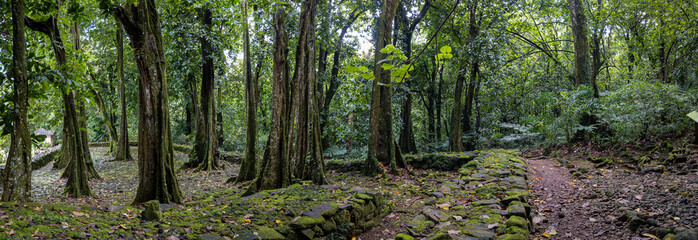 Lush Jungle Overgrowth on Ancient Polynesian Ruins in Moorea