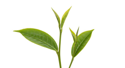 Isolated tea plant branch with fresh young green leaves, natural ingredient and herb drink