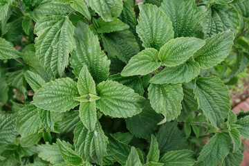 ミントに似たシソ科の植物