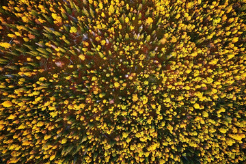 Top view mountain forests autumn