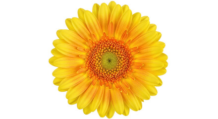 Isolated yellow Gerbera daisy in full bloom on blank surface, a cheerful floral element