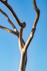 Corymbia citriodora, lemon-scented gum. South Coast Plaza, Costa Mesa,  Orange County, California. near Irvine