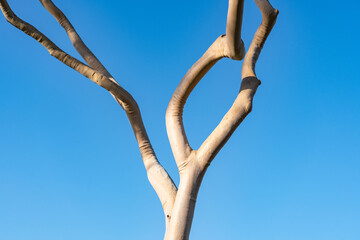 Corymbia citriodora, lemon-scented gum. South Coast Plaza, Costa Mesa,  Orange County, California. near Irvine