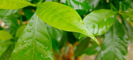 Closeup of vibrant green leaves glistening with fresh raindrops in a lush garden showcasing nature's beauty and the serenity of a peaceful rainy day scene