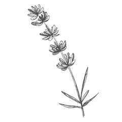 Lavender flower. Floral botanical flower. Isolated illustration element. Vector hand drawing wildflower for background, texture, wrapper pattern, frame or border.