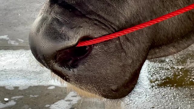 Close up of Asian water buffalos at Market or Farm, close up of a nose&rsquo;s water buffalo.