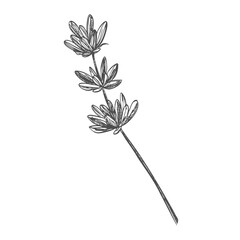 Lavender flower. Floral botanical flower. Isolated illustration element. Vector hand drawing wildflower for background, texture, wrapper pattern, frame or border.