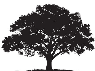 Graceful Maple Tree Silhouette with Flowing Artistic Branches