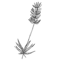 Graphic sketches of lavender flowers. Botanical sketches. Set of floral illustrations.