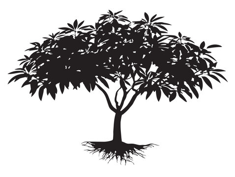 Serene Mango Tree Silhouette with Natural Root Formation