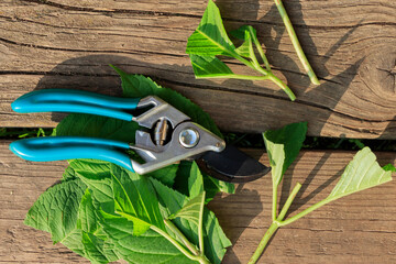 How to propagate hydrangea by cuttings. Propagating hydrangea cuttings in summer.