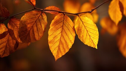 Obraz premium Close-Up of Beautiful Autumn Leaves with Vibrant Colors in Nature