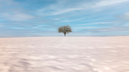 dead tree in the snow