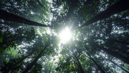 Sunlight Through the Canopy A Worm's-Eye View of the Lush Forest