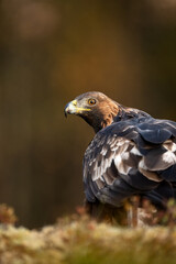 Female golden eagle portrait in autumn forest