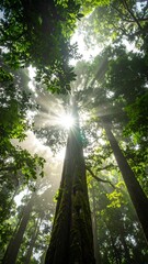 Sunlight Bursting Through Tall Trees in Lush Forest