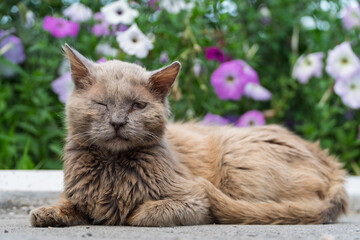 Portrait of a cat with disability that has lost eye. Portrait of a sick disabled street cat who...