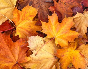 Brown and orange fallen autumn maple leaves lie on ground background