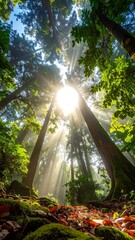 Forest Sunlight Towering Trees Bathed in Golden Light, a Nature's Sanctuary