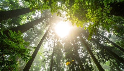 Sunlit Forest Canopy A Verdant Symphony of Light and Nature