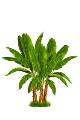Fototapeta premium Lush green banana plants with large leaves and thick trunks