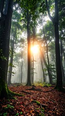 Sun Rays Through the Enchanted Forest Canopy, Creating a Mystical Woodland Scene