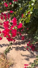 Vibrant Bougainvillea Blossom: This image showcases the stunning beauty of a bougainvillea bush, its vibrant blossoms bursting with life, casting delicate shadows on the sun-drenched ground.