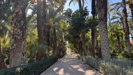 Botanical Pathway: A sun-dappled pathway winds through a lush botanical garden, framed by towering palm trees and vibrant greenery, inviting exploration and serenity.